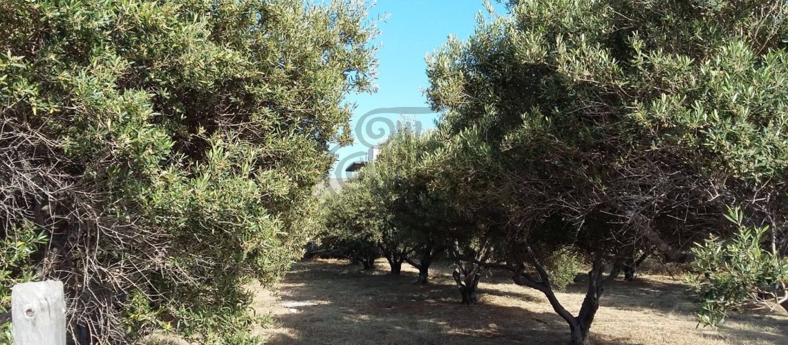 The municipality of Hersonissos, Kokkini Hani. For sale the plot 1.232sq.m. property first image